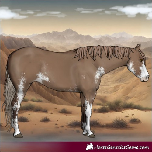 Horse Color:Liver Red Dun Sabino Rabicano 