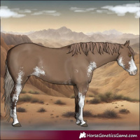 Horse Color:Liver Red Dun Sabino Rabicano 