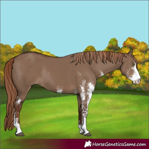 Horse Color:Liver Red Dun Sabino Rabicano 