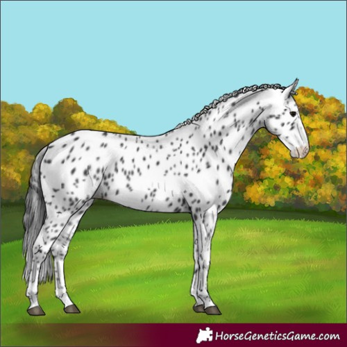 Horse Color:Black Splash Appaloosa