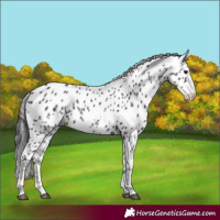 Horse Color:Black Splash Appaloosa 