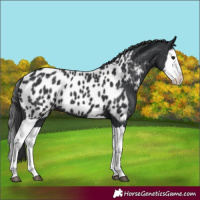 Horse Color:Black Splash Appaloosa 