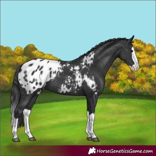 Horse Color:Black Splash Appaloosa