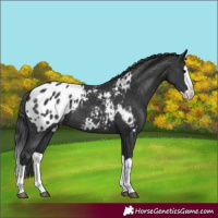 Horse Color:Black Splash Appaloosa