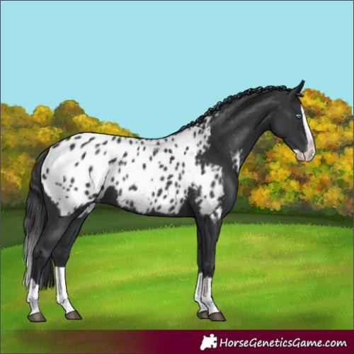 Horse Color:Black Splash Appaloosa 