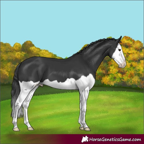 Horse Color:Black Splash 