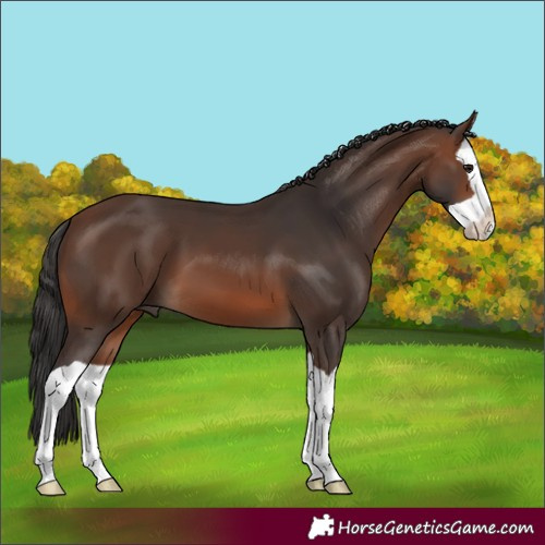 Horse Color:Brown Splash