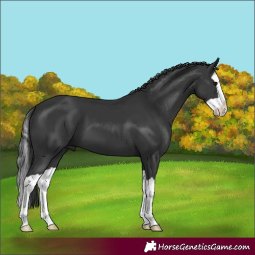 Horse Color:Black Splash 