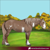 Horse Color:Liver Red Dun Sabino Rabicano 