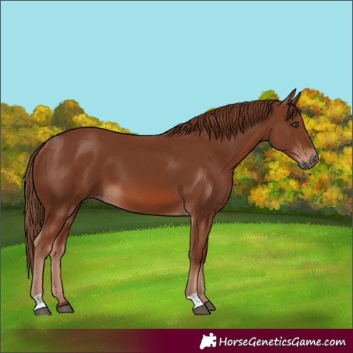 Horse Color:Chestnut 