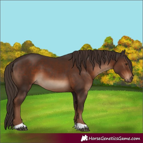 Horse Color:Liver Chestnut