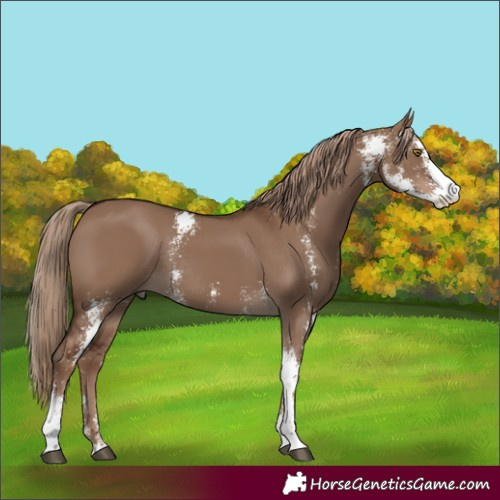 Horse Color:Liver Red Dun Sabino Rabicano 