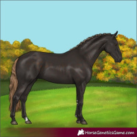 Horse Color:Liver Chestnut Rabicano