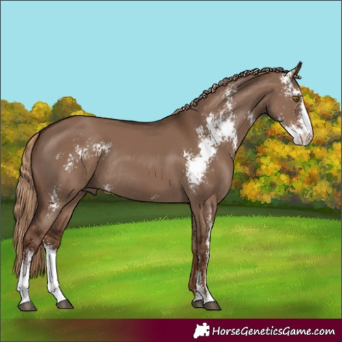 Horse Color:Liver Red Dun Sabino Rabicano