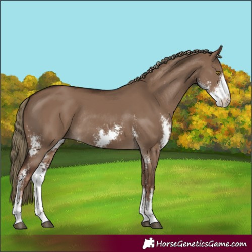 Horse Color:Unknown 