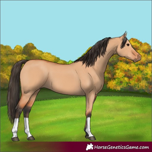 Horse Color:Unknown 