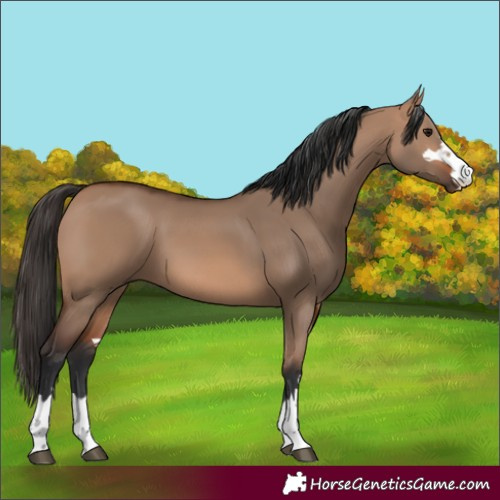 Horse Color:Unknown