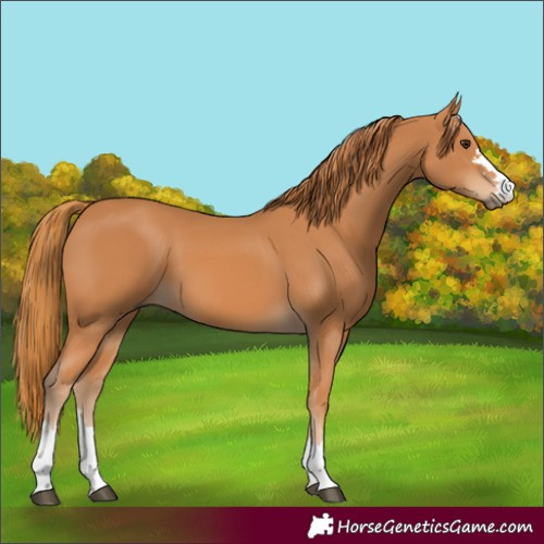 Horse Color:Unknown