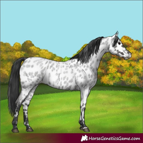 Horse Color:Blue Roan Appaloosa 