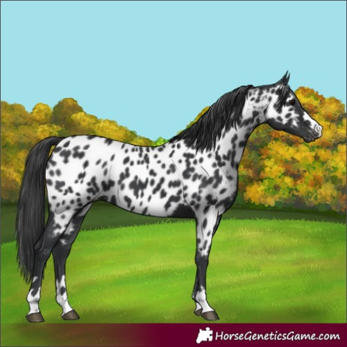 Horse Color:Black Appaloosa 