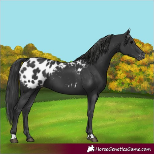 Horse Color:Black Appaloosa
