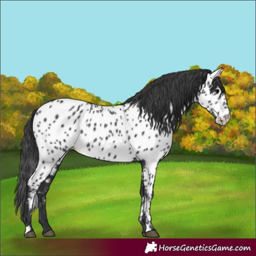 Horse Color:Black Appaloosa