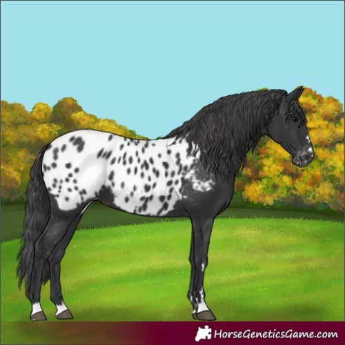 Horse Color:Black Appaloosa 