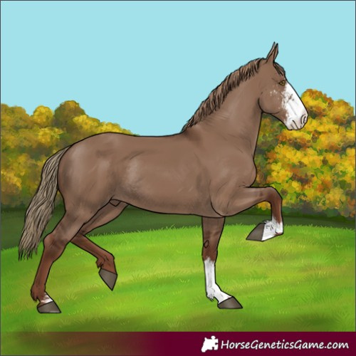 Horse Color:Liver Red Dun Sabino Rabicano