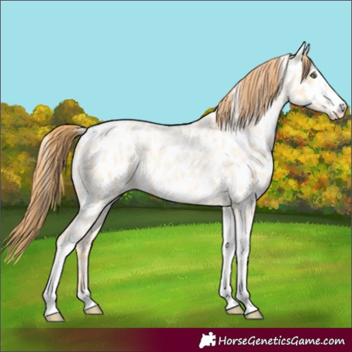 Horse Color:Gold Champagne Roan Dun Splash Tobiano Frame Appaloosa Rabicano