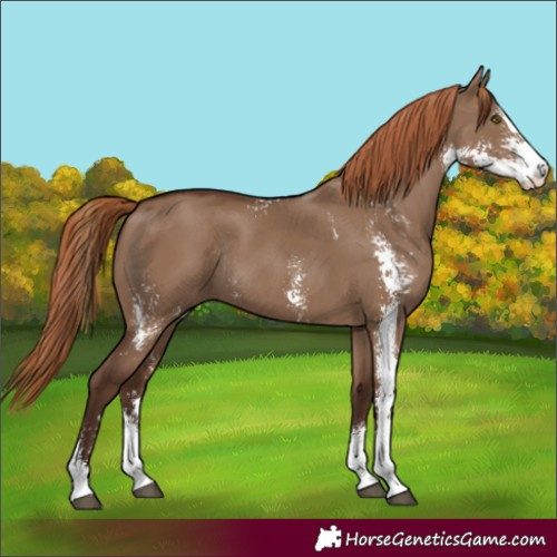Horse Color:Liver Red Dun Sabino Rabicano 