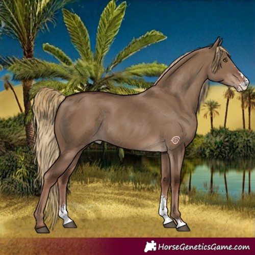 Horse Color:Liver Red Dun Sabino Rabicano 