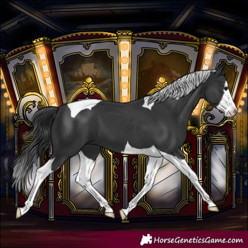 Horse Color:Black Splash Tobiano