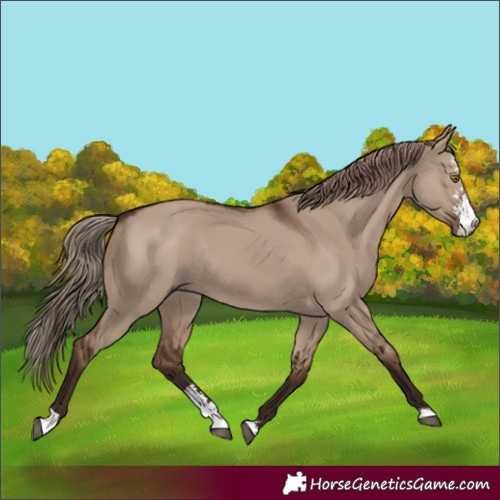 Horse Color:Liver Red Dun Sabino Rabicano 