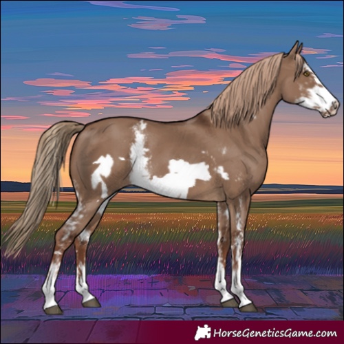 Horse Color:Liver Red Dun Sabino Frame Rabicano