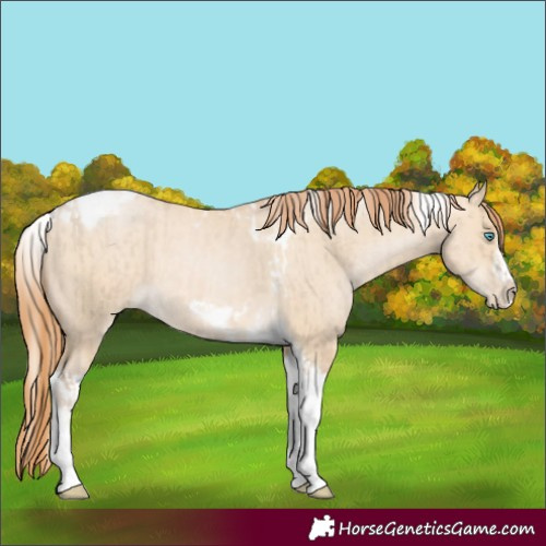 Horse Color:Chocolate Palomino Pearl Dun Tobiano Frame  and Buckskin Pearl Dun Tobiano Frame 