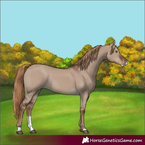 Horse Color:Liver Red Dun Sabino Rabicano 