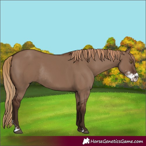 Horse Color:Liver Red Dun Sabino Rabicano 
