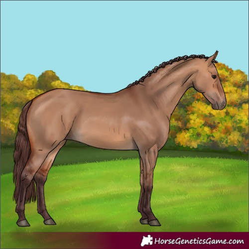Horse Color:Chocolate Bay Dun