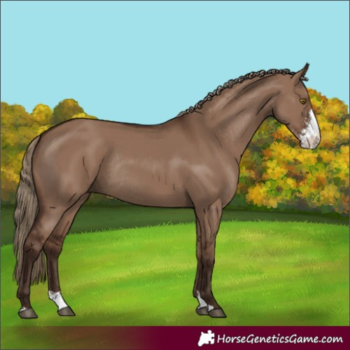 Horse Color:Liver Red Dun Sabino Rabicano
