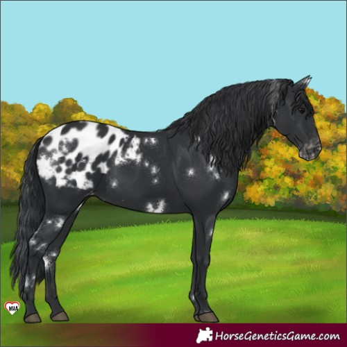 Horse Color:White Spotted Black Blanket