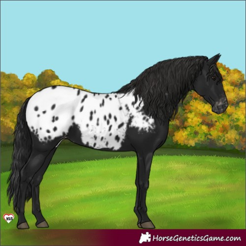 Horse Color:Gray Black Blanket Rabicano