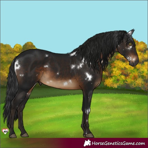 Horse Color:Gray White Spotted Brown Rabicano 