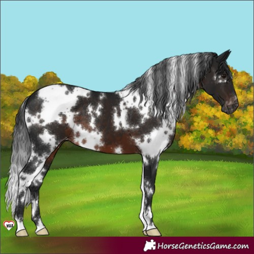 Horse Color:Gray White Spotted Brown Appaloosa 