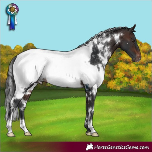 Horse Color:White Spotted Brown Appaloosa Rabicano 