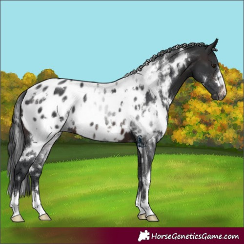 Horse Color:White Spotted Brown Blanket 