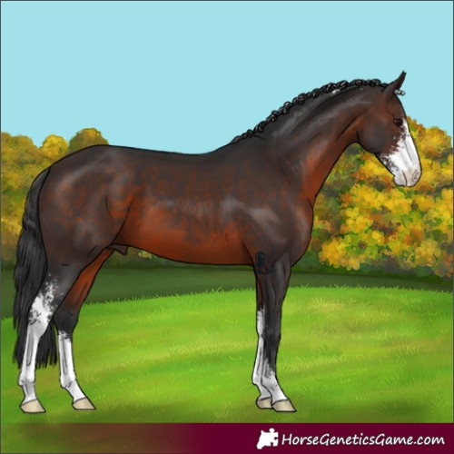 Horse Color:Brown Sabino 