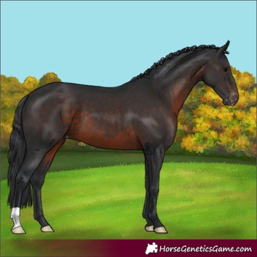 Horse Color:Brown Varnish
