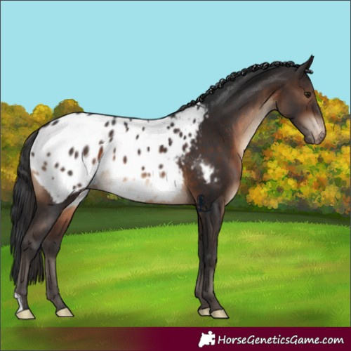 Horse Color:Brown Blanket