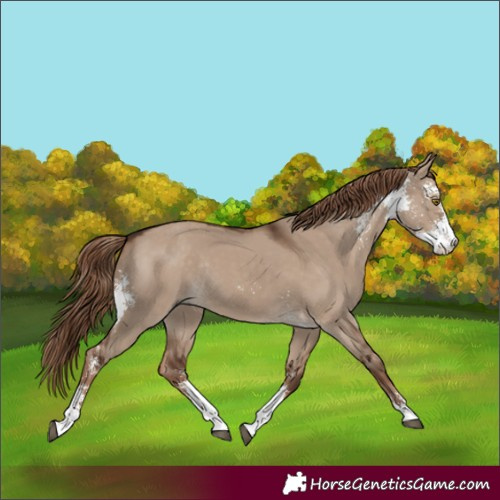Horse Color:Liver Red Dun Sabino Rabicano