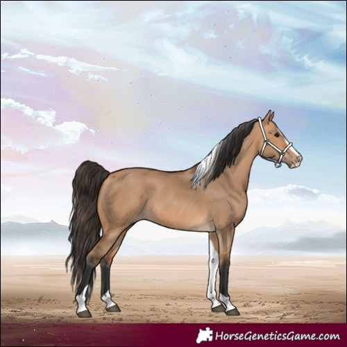 Horse Color:Bay Dun Splash Tobiano